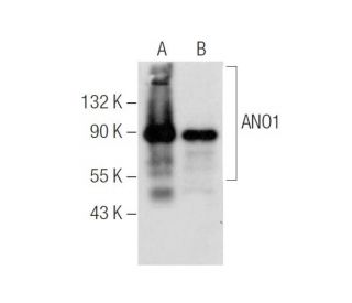 ANO1 Antibody (C-5) - Western Blotting - Image 281637 