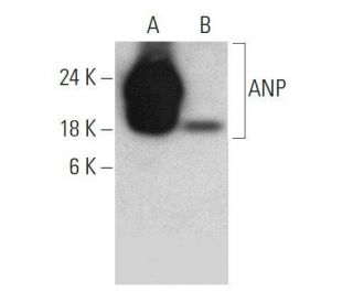 ANP Antibody (F-2) - Western Blotting - Image 358546 