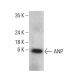 ANP Antibody (F-2) - Western Blotting - Image 380992 