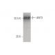 ANT3 Antibody (2A9) - Western Blotting - Image 347648