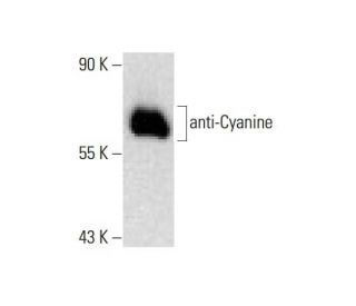 anti-Cyanine Antibody (A-12) - Western Blotting - Image 144960