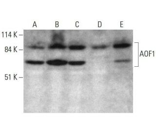 AOF1 Antibody (E-3) - Western Blotting - Image 351843 