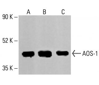 AOS-1 Antibody (H-7) - Western Blotting - Image 414058 