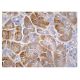 AOX1 Antibody (D-8) - Immunohistochemistry - Image 161015 