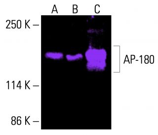 AP-180 Antibody (AP180-I) - Western Blotting - Image 415958