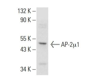 AP-2&mu;1 Antibody (D-7) - Western Blotting - Image 377905The Double Nickase Plasmid features a U6 promoter for sgRNA expression, a 20 nt targeting sequence, and a gRNA scaffold to guide Cas9n. It includes a CBh promoter for Cas9n (D10A) and puromycin resistance, GFP for transfection verification, and nuclear localization signals (NLS). The 2A peptide allows co-expression of Cas9n and Puro from a single promoter, enabling precise genome editing with reduced off-target effects. 