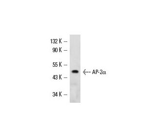 AP-2&alpha; Antibody (B-11) - Western Blotting - Image 12896 