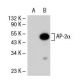 AP-2α/β Antibody (3H547) - Western Blotting - Image 39481
