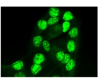 AP-2&beta; Antibody (A-1) - Immunofluorescence - Image 295324 