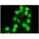 AP-2β Antibody (A-1) - Immunofluorescence - Image 295324 