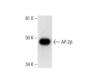 AP-2&beta; Antibody (C-6) - Western Blotting - Image 300084 