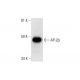AP-2β Antibody (C-6) - Western Blotting - Image 300084 