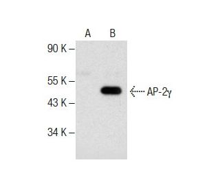 AP-2&gamma; Antibody (B-9) - Western Blotting - Image 286023