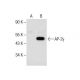 AP-2γ Antibody (B-9) - Western Blotting - Image 286023