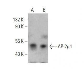 AP-2&mu;1 Antibody (D-7) - Western Blotting - Image 378395 