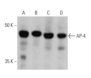AP-4 Antibody (A-8) - Western Blotting - Image 359991 