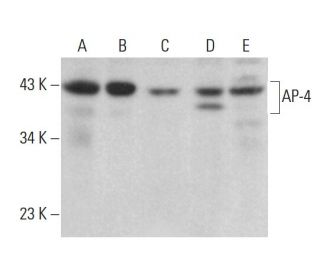 AP-4 Antibody (F-1) - Western Blotting - Image 376267 