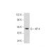 AP-4 Antibody (H-5) - Western Blotting - Image 345940