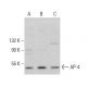 AP-4 Antibody (H-5) - Western Blotting - Image 379983 