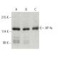 AP-4ε Antibody (32) - Western Blotting - Image 396392 