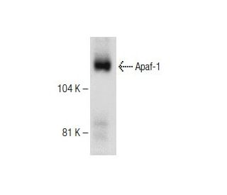 Apaf-1 Antibody (5E11) - Western Blotting - Image 150332SAM Transcription Activation: SAM system utilizing dCas9-VP64, MS2-P65-HSF1, and sgRNA for precise gene transcription activation.