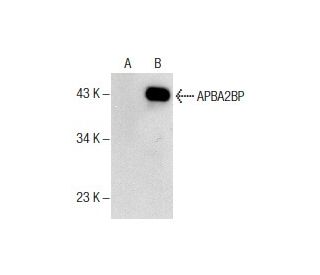 APBA2BP Antibody (A-2) - Western Blotting - Image 157683