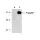 APBA2BP Antibody (A-2) - Western Blotting - Image 157683