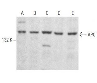 APC Antibody (A-3) - Western Blotting - Image 353980 