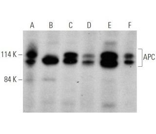 APC Antibody (F-3) - Western Blotting - Image 366650 