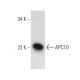 APC10 Antibody (B-1) - Western Blotting - Image 108966