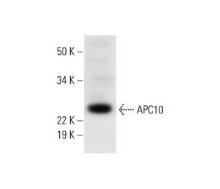 APC10 Antibody (B-1) - Western Blotting - Image 294508 