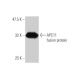 APC11 Antibody (1B4-1A4) - Western Blotting - Image 349582