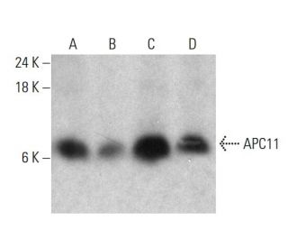 APC11 Antibody (1B4-1A4) - Western Blotting - Image 384245 