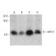APC11 Antibody (1B4-1A4) - Western Blotting - Image 384245 