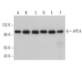 APC4 Antibody (B-11) - Western Blotting - Image 367626 