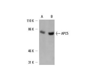 APC5 Antibody (E-3) - Western Blotting - Image 6536 