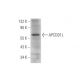 APCDD1L Antibody (F-5) - Western Blotting - Image 314227