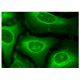 APEH Antibody (G-6) - Immunofluorescence - Image 156879 