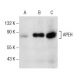 APEH Antibody (G-6) - Western Blotting - Image 157559