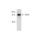 APEH Antibody (G-6) - Western Blotting - Image 299455 