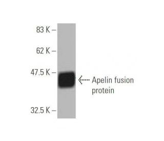Apelin Antibody (2A1-2D5) - Western Blotting - Image 348980 