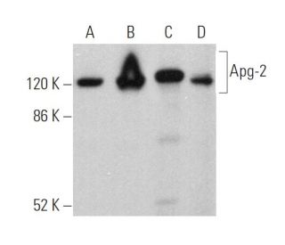 Apg-2 Antibody (A-7) - Western Blotting - Image 360343 