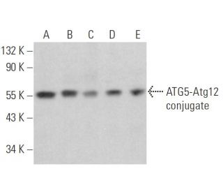 APG5/ATG5 Antibody (C-1) - Western Blotting - Image 352054