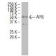 API5 Antibody (Z-18) - Western Blotting - Image 34564