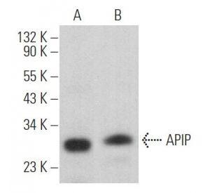 APIP Antibody (G-2) - Western Blotting - Image 374007 