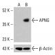 APNG Antibody (D-2) - Western Blotting - Image 415123