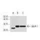 Apolipoprotein A I/APOA1 Antibody (2G4) - Western Blotting - Image 62830 
