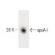 Apolipoprotein A I/APOA1 Antibody (4) - Western Blotting - Image 60241