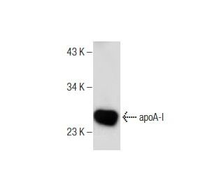 Apolipoprotein A I/APOA1 Antibody (B-10) - Western Blotting - Image 159878 