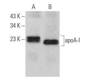 Apolipoprotein A I/APOA1 Antibody (G-11) - Western Blotting - Image 378664 